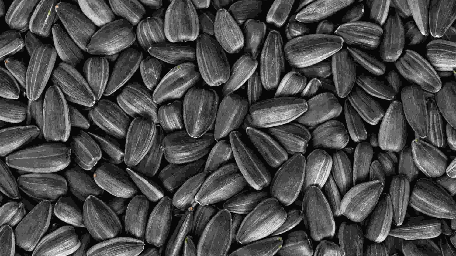 tamyn-knndh-ghany-tkhmh-aftabgrdan