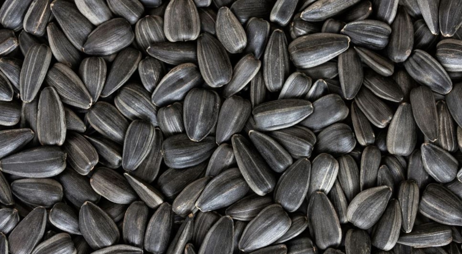 sonnenblumenkerne-im-grosshandel