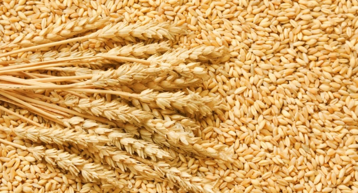 exportador-y-proveedor-mayorista-de-trigoc