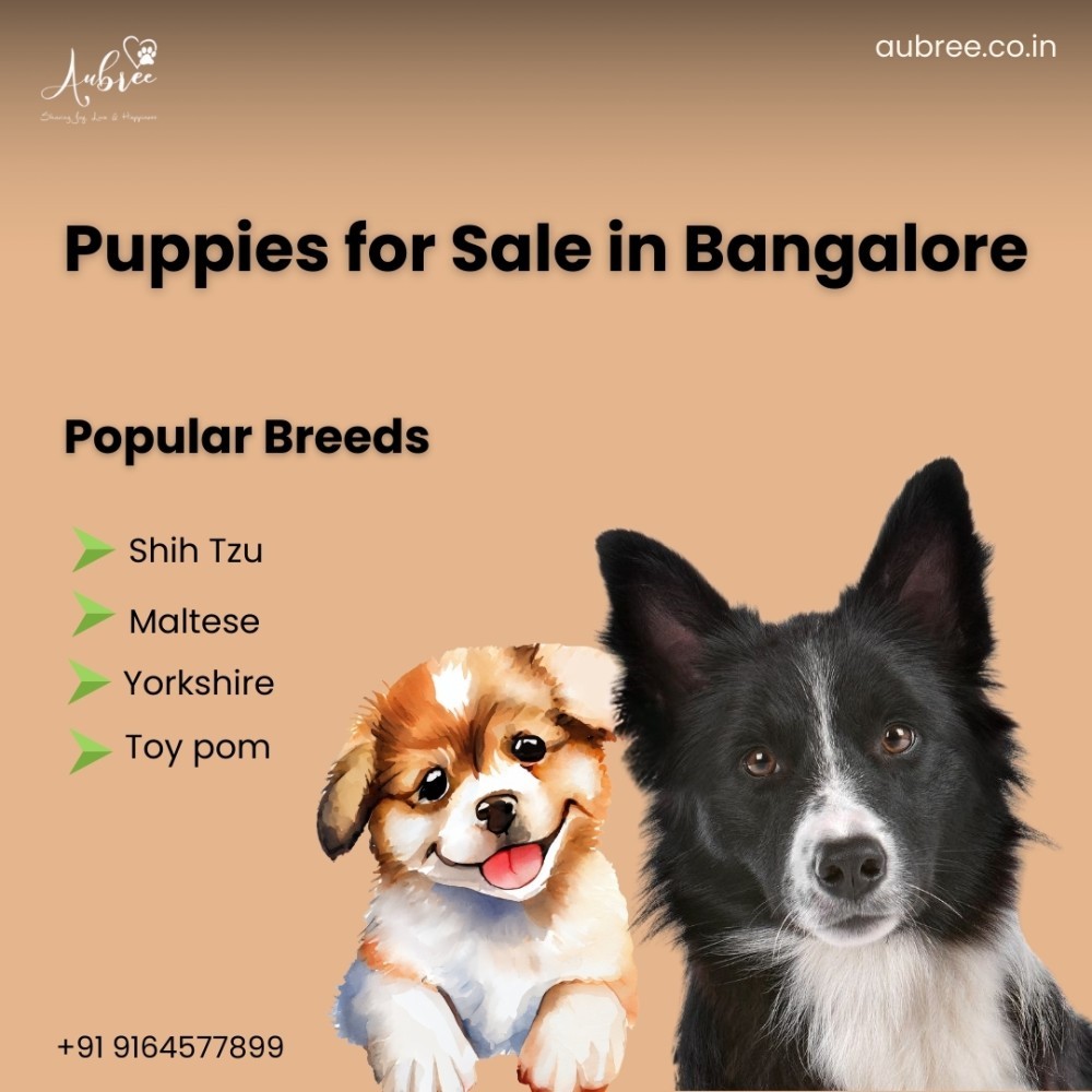 yorkshire-puppies-for-sale-in-bangalore-ethically-bred-by-aubree