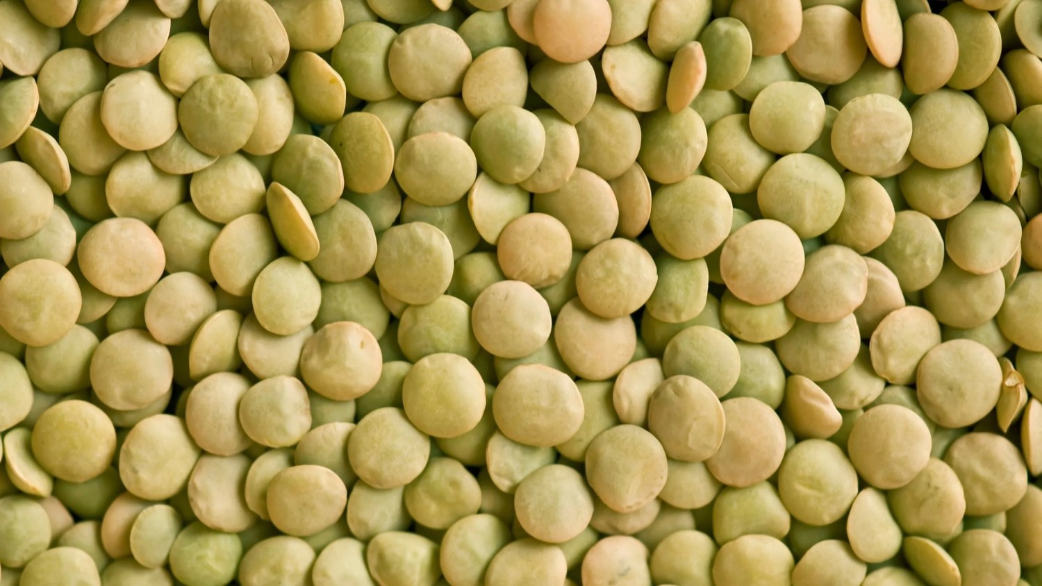 fornitore-allingrosso-di-lenticchie-verdi