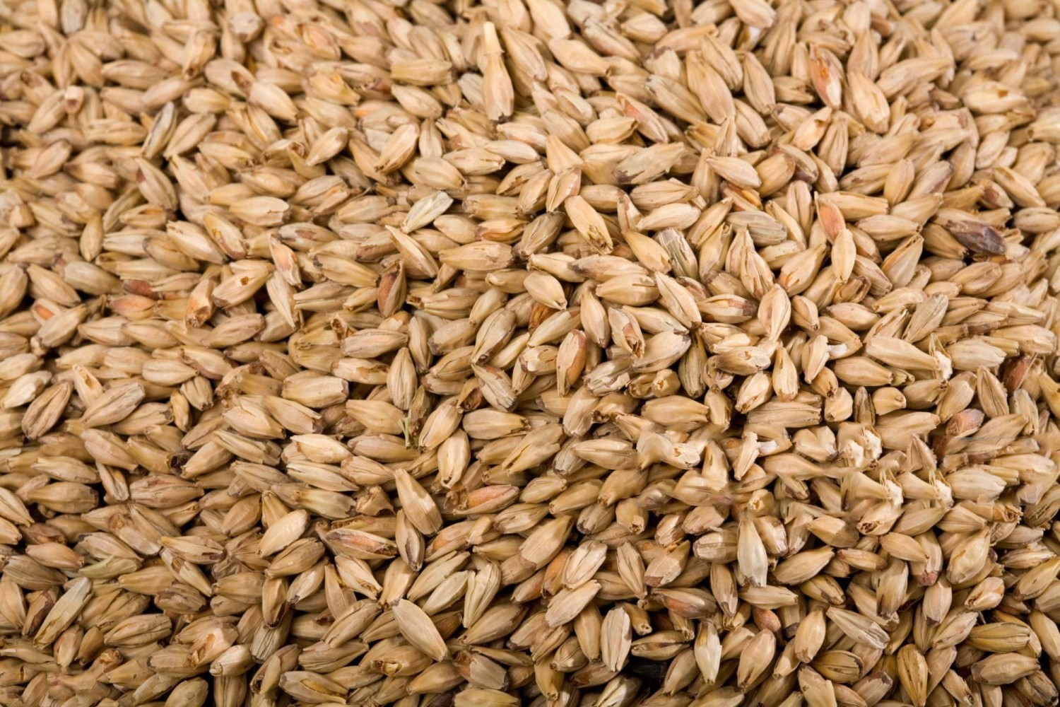 get-best-quality-wholegrain-dehulled-oats-from-eagle-asia-the-famed-animal-feeds-company