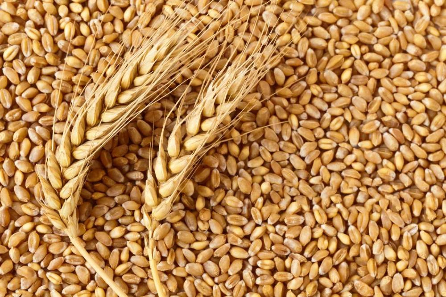eagle-asia-the-top-wheat-gluten-supplier-offers-the-best-quality-wheat-to-the-local-flour-millers