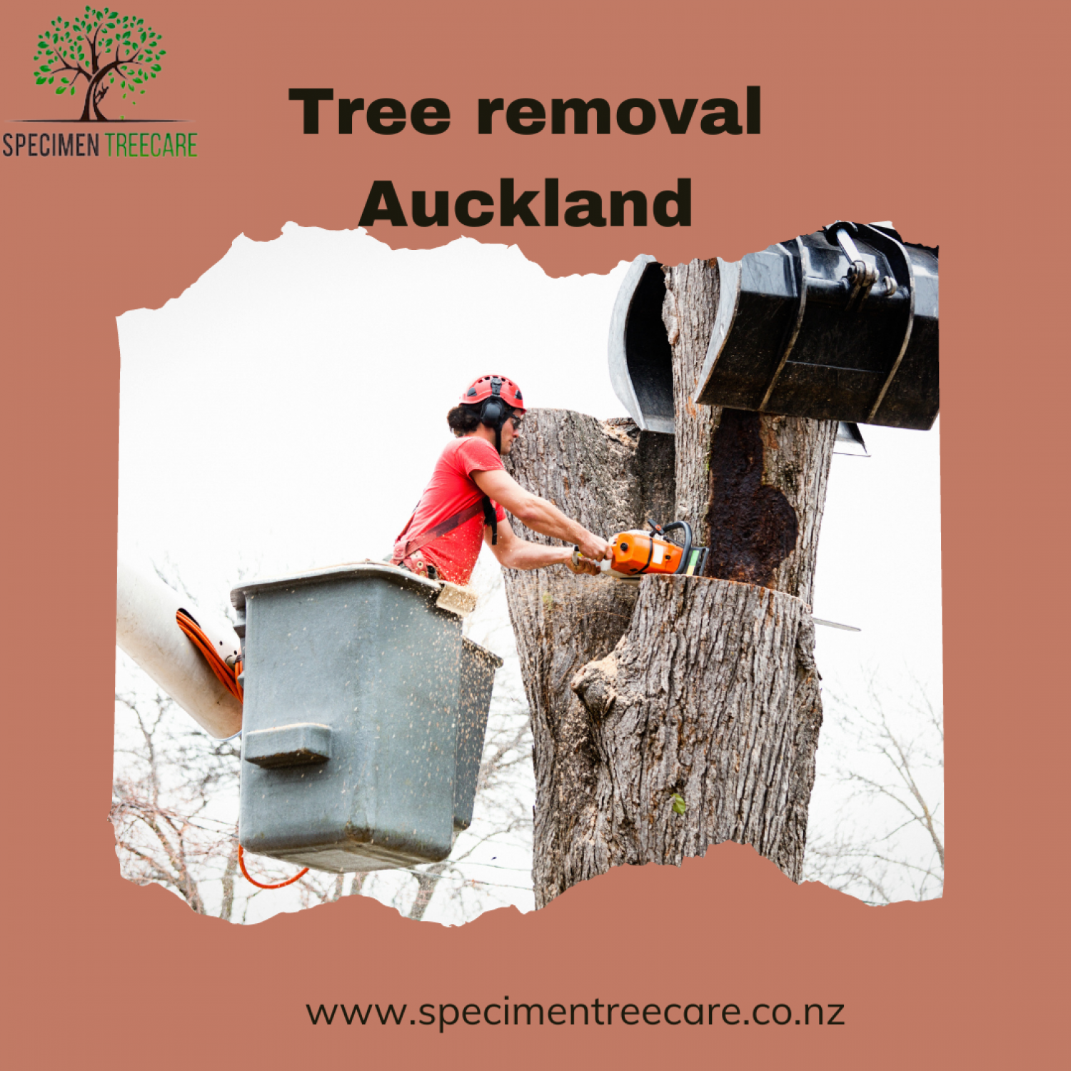 ensuring-safety-and-security-tree-removal-services-in-auckland