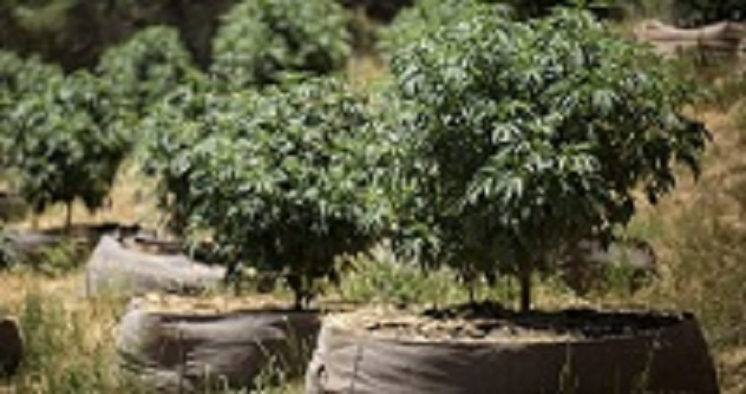 riococo-mmj-offers-the-best-quality-brick-of-coco-coir