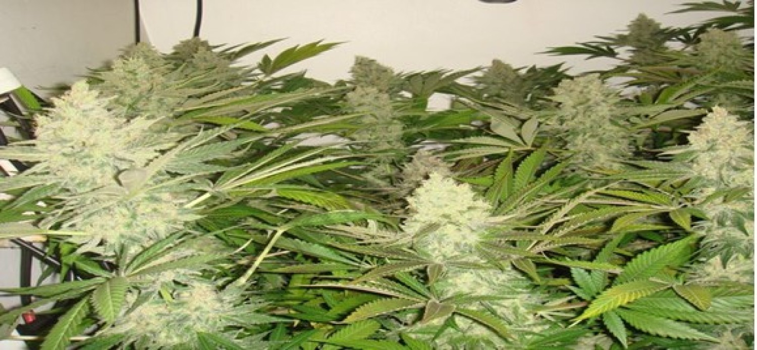 riococo-mmjs-coco-coir-gives-the-best-hydroponic-nutrients-for-marijuanas