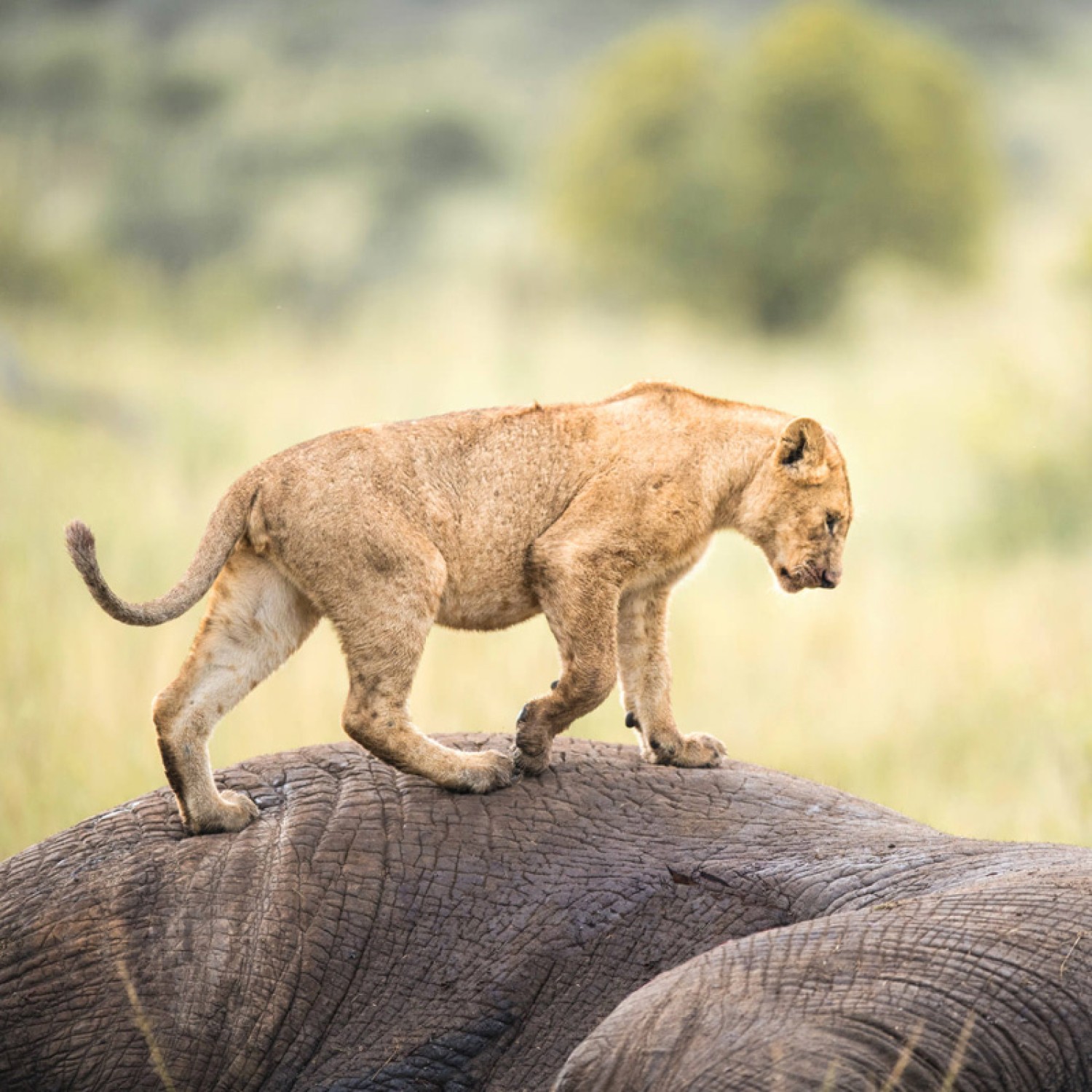 kenyatanzaniasafari-kenya-safari-tour-operators-big-1