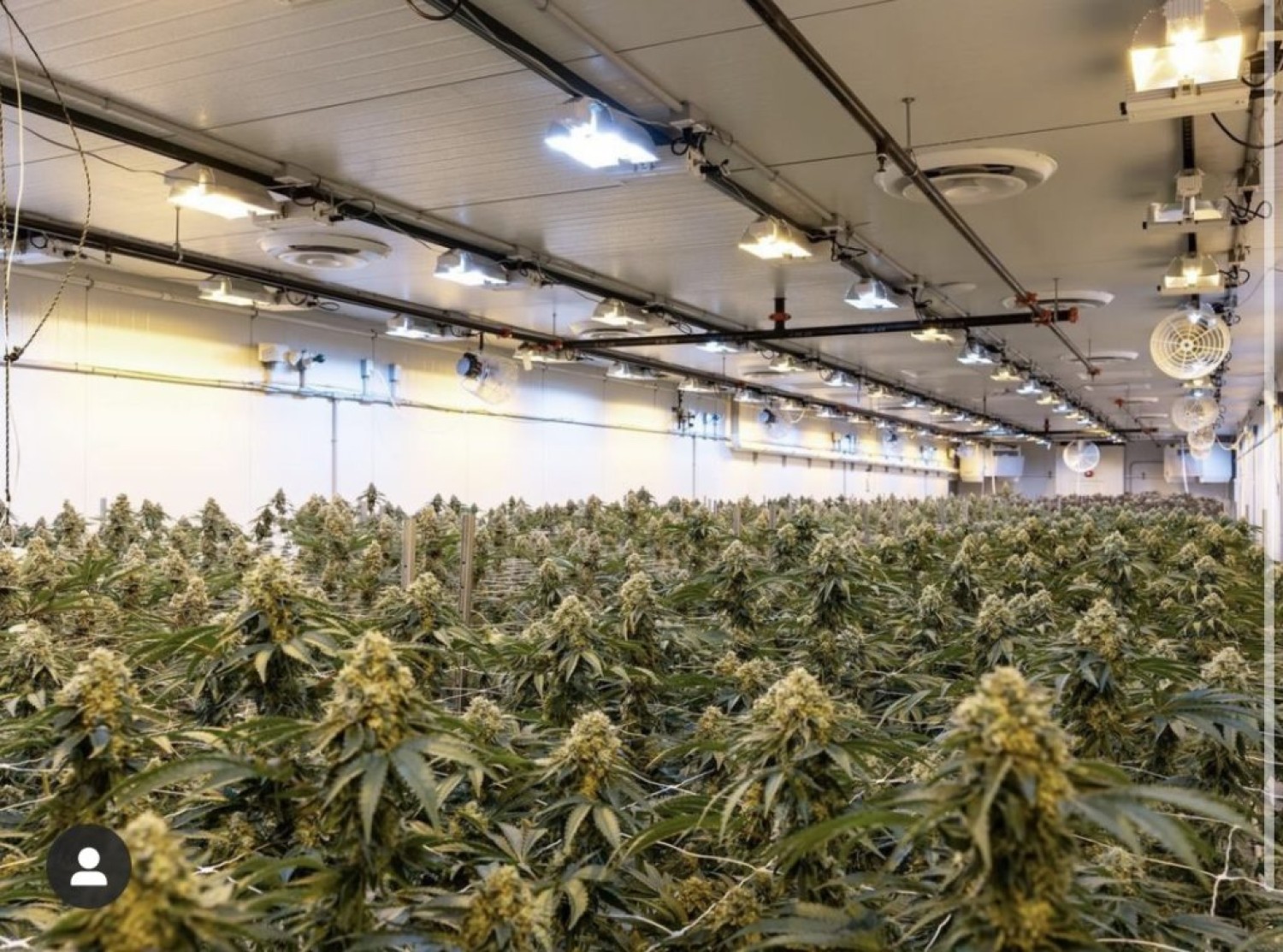 riococo-mmjs-coco-coir-gives-the-best-hydroponic-nutrients-for-marijuanas