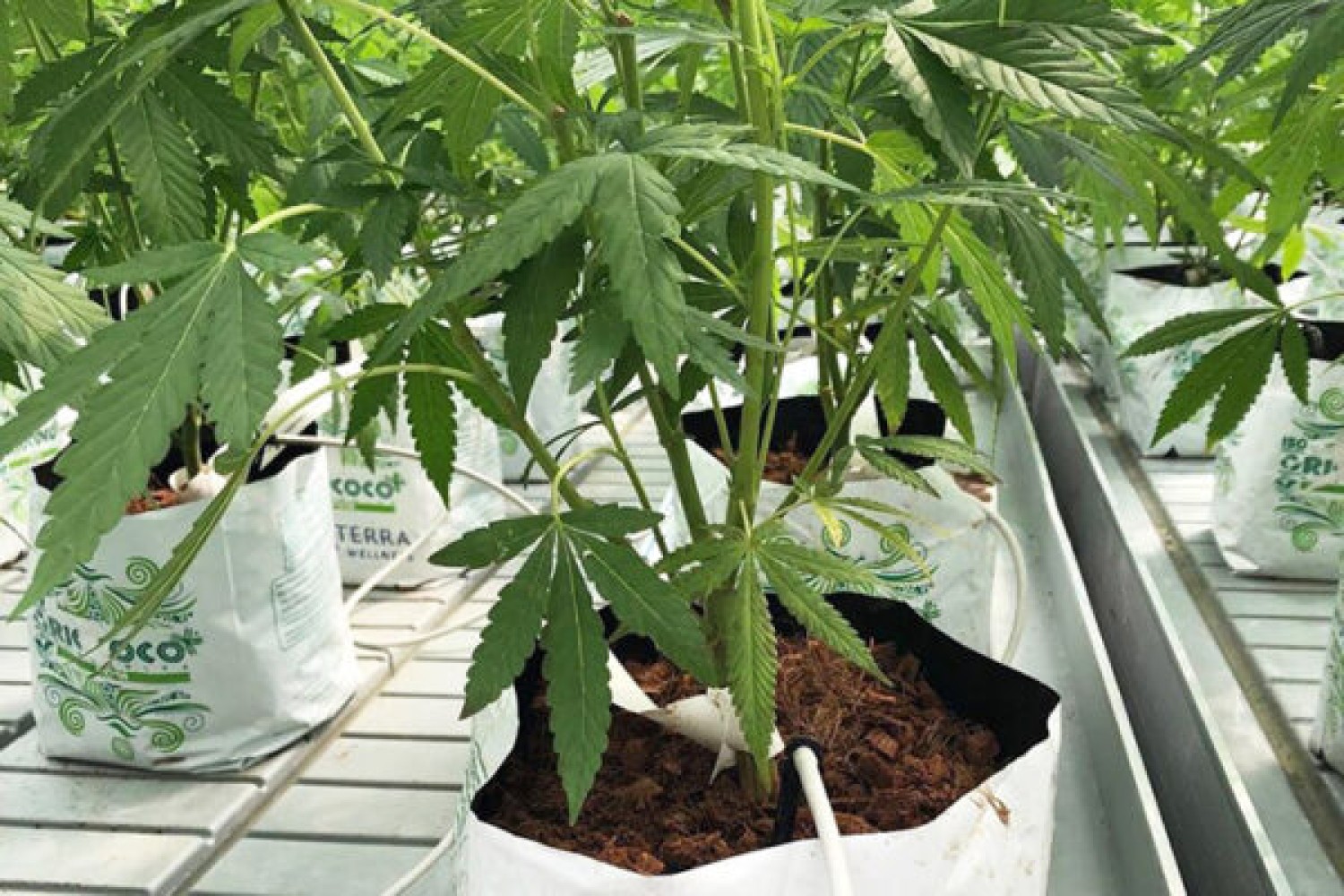 supplies-for-hydroponic-growing