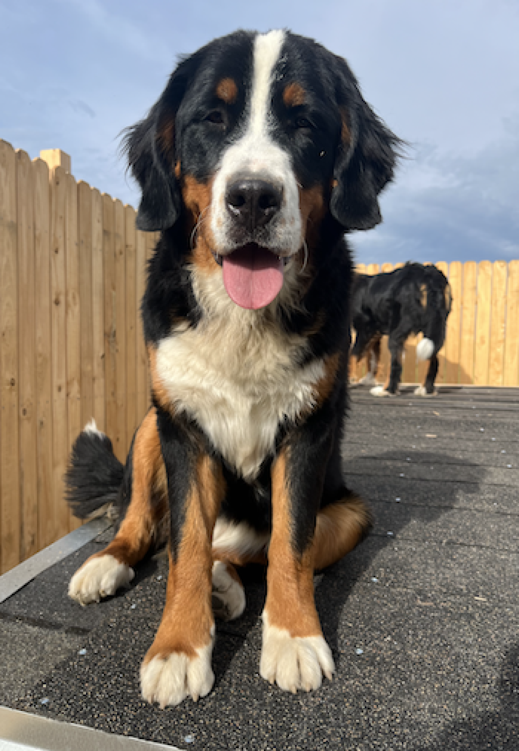 dog-breeders-in-utah