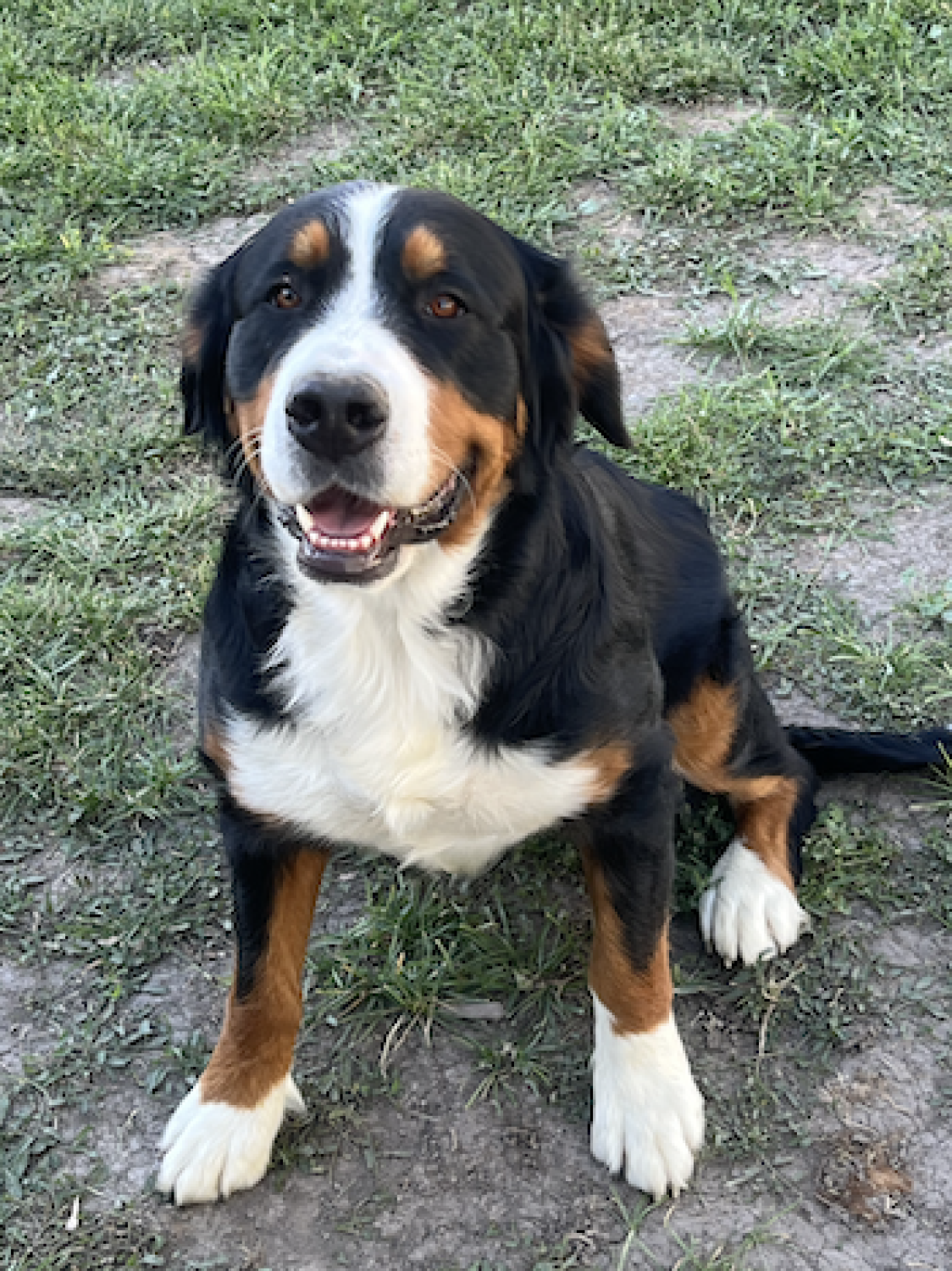 the-best-utah-pedigree-for-your-dogs-usa