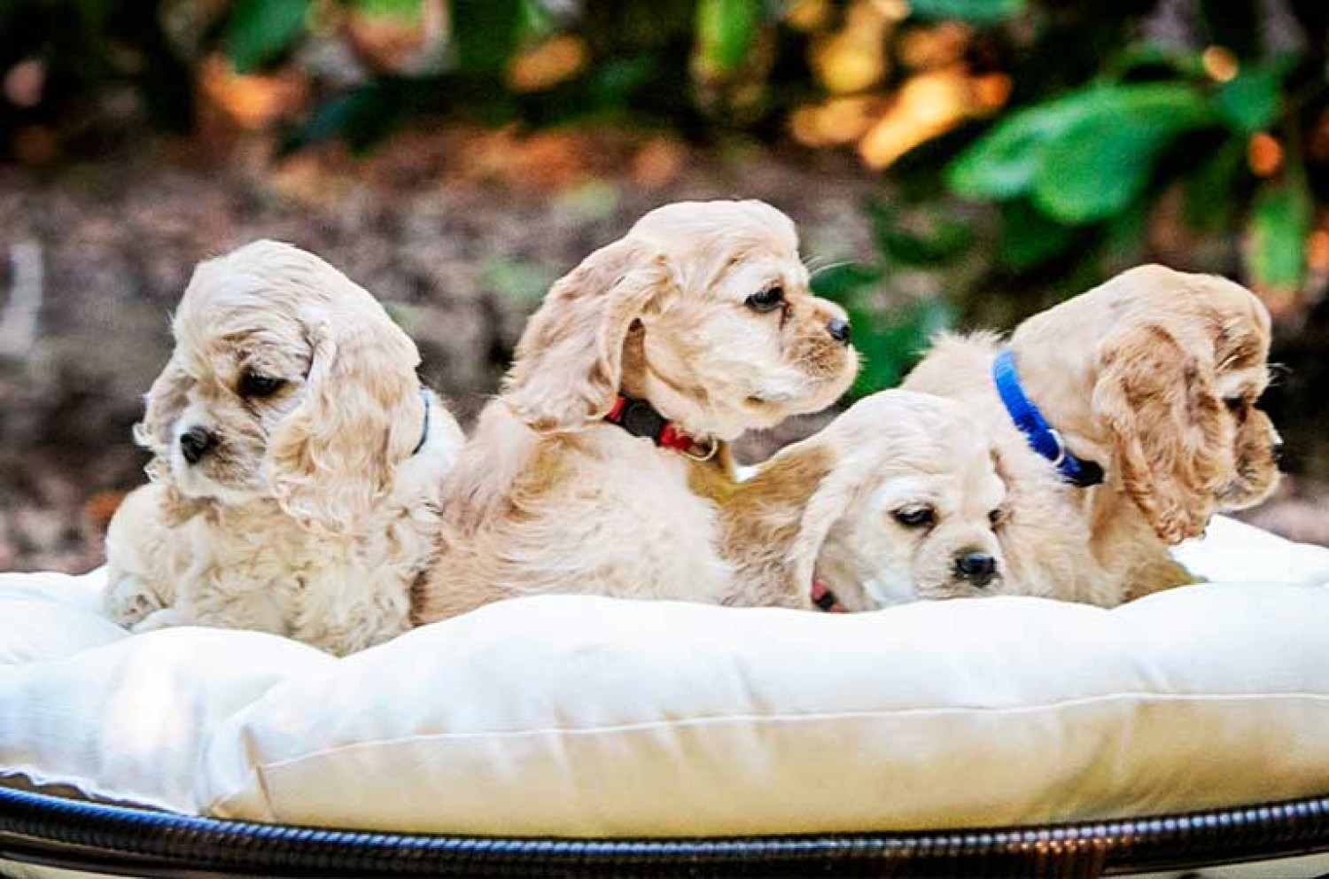 cocker-spaniels-the-perfect-family-dog-friendly-playful-and-affectionate-companions-big-1