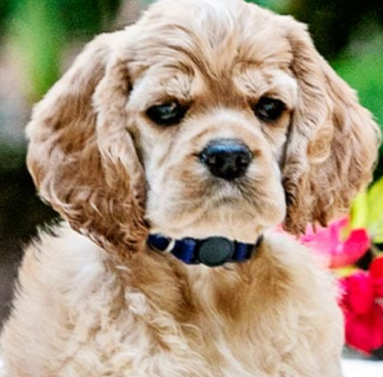 cocker-spaniels-the-perfect-family-dog-friendly-playful-and-affectionate-companions