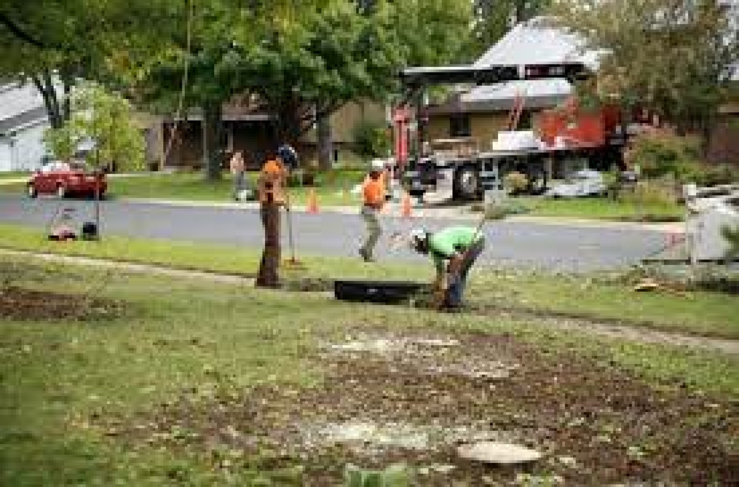 tree-planting-trees-for-sale-buy-direct-from-farm-with-delivery