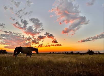 horse-motels-in-new-mexico