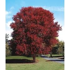 autumn-blaze-maple-tree-for-sale-fast-growing-fiery-fall-color-free-delivery-planting